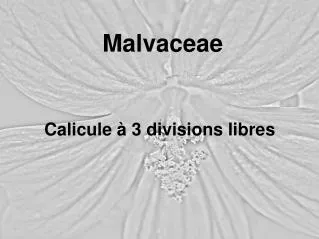 malvaceae
