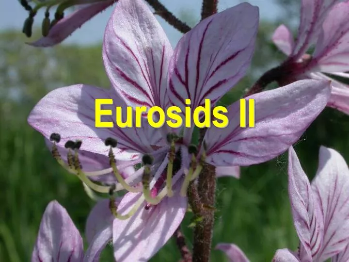 eurosids ii