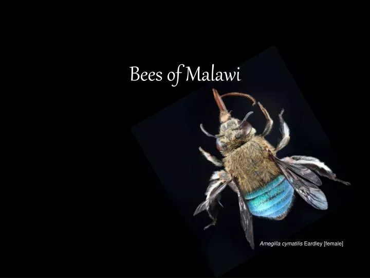 bees of malawi