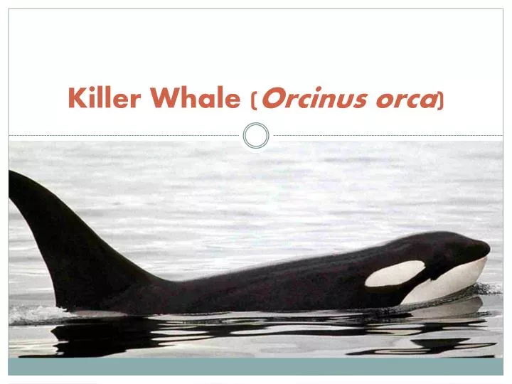 killer whale orcinus orca