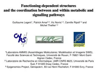 Functioning-dependent structures