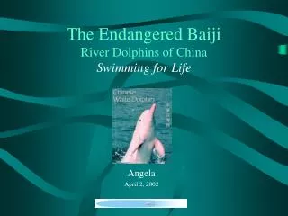 The Endangered Baiji River Dolphins of China Swimming for Life