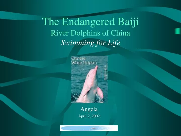 the endangered baiji river dolphins of china swimming for life