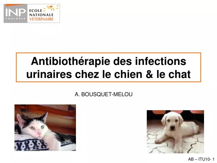 antibioth rapie des infections urinaires chez le chien le chat
