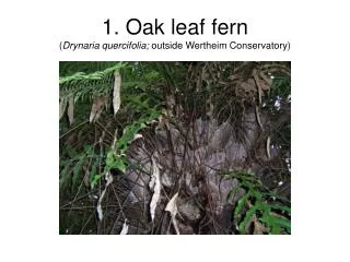 1. Oak leaf fern ( Drynaria quercifolia; outside Wertheim Conservatory)