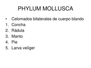 phylum mollusca