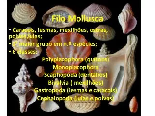 filo mollusca
