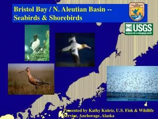 Bristol Bay / N. Aleutian Basin -- Seabirds &amp; Shorebirds