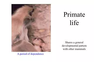 Primate life Shares a general developmental pattern with other mammals