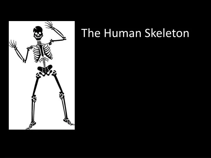 the human skeleton
