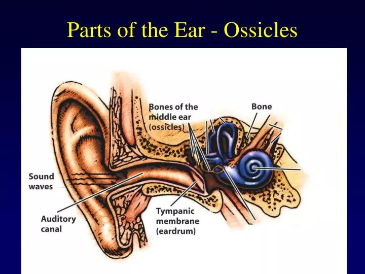 parts of the ear ossicles