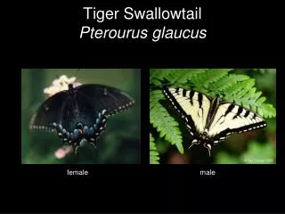 Tiger Swallowtail Pterourus glaucus