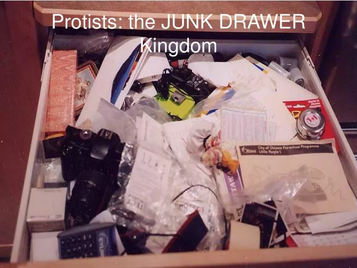 protists the junk drawer kingdom