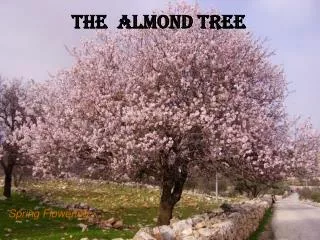 The Almond tree