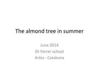 The almond tree in summer