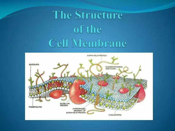 the structure of the cell membrane