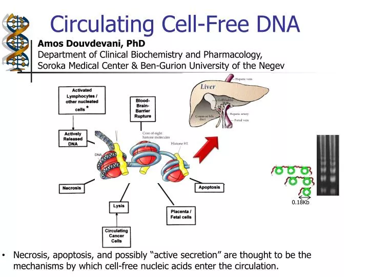 circulating cell free dna
