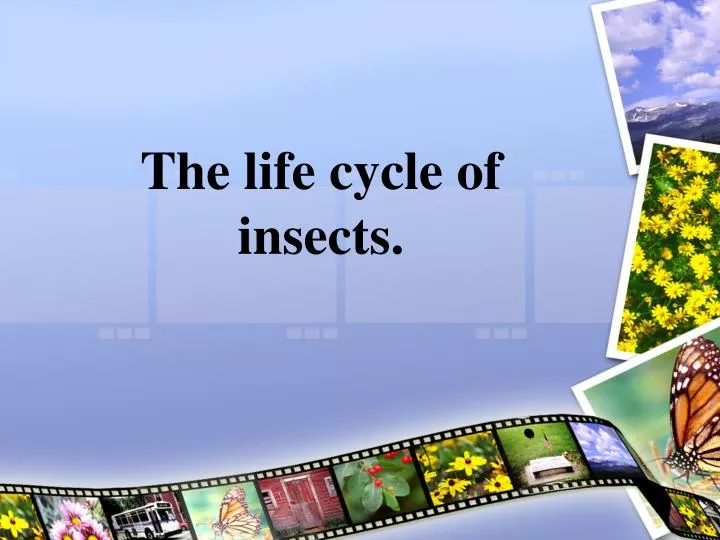 the life cycle of insects