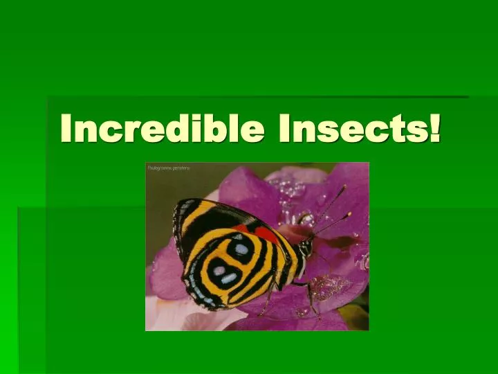 incredible insects