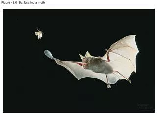 Figure 49.0 Bat locating a moth