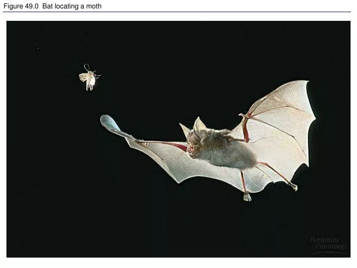 figure 49 0 bat locating a moth