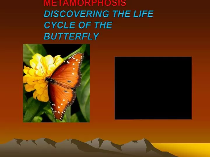 metamorphosis discovering the life cycle of the butterfly