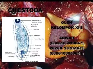 chestoda
