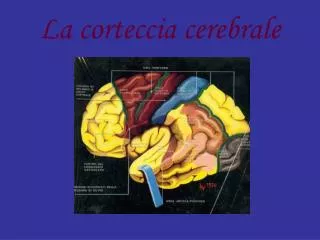 la corteccia cerebrale
