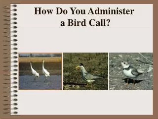 How Do You Administer a Bird Call?