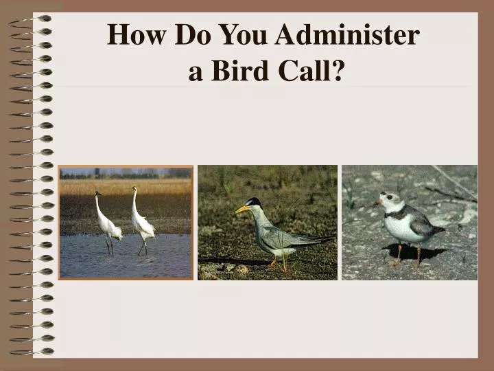 how do you administer a bird call