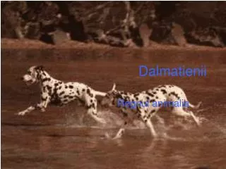 dalmatienii