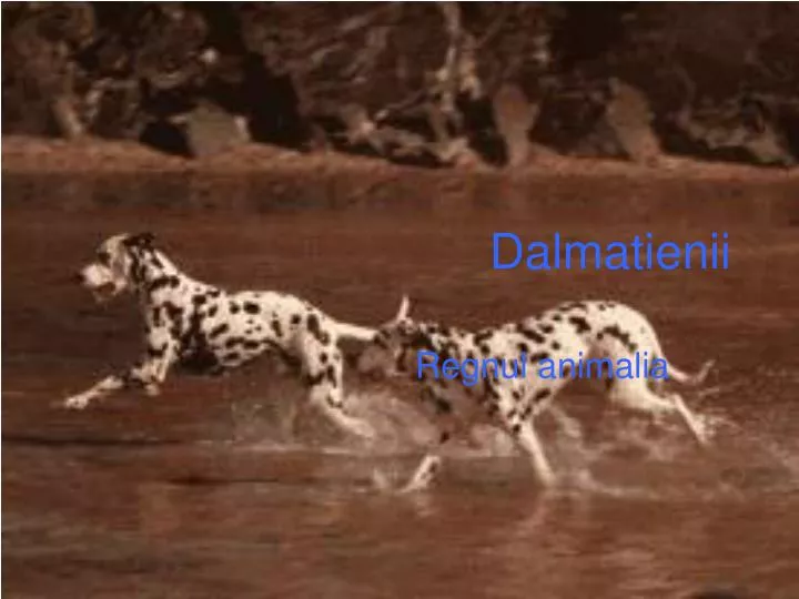 dalmatienii