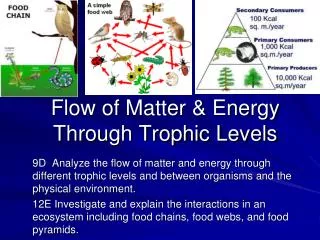 Flow of Matter &amp; Energy Through Trophic Levels