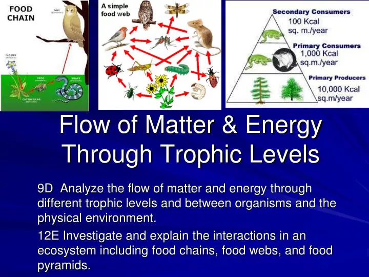 flow of matter energy through trophic levels