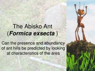 The Abisko Ant ( Formica exsecta )