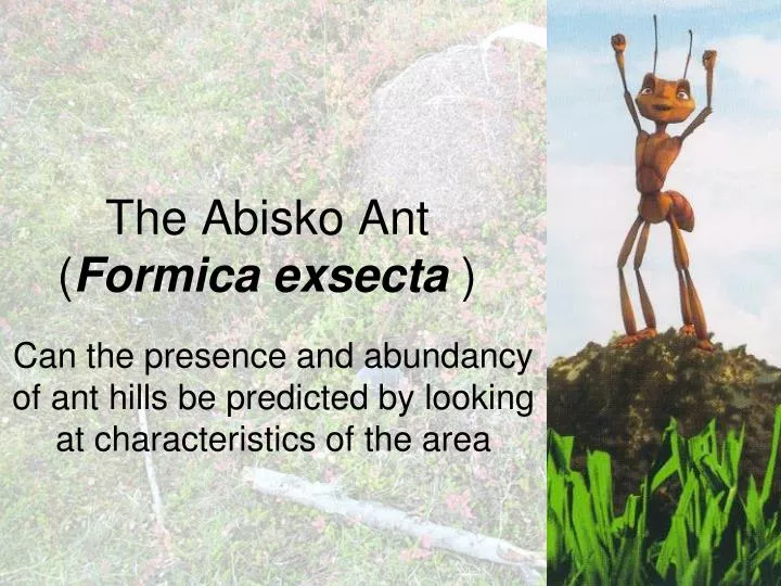 the abisko ant formica exsecta