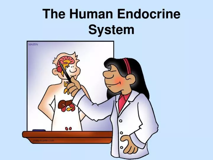 the human endocrine system