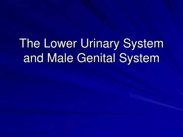the lower urinary system and male genital system