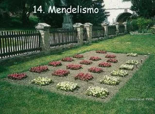 14 mendelismo