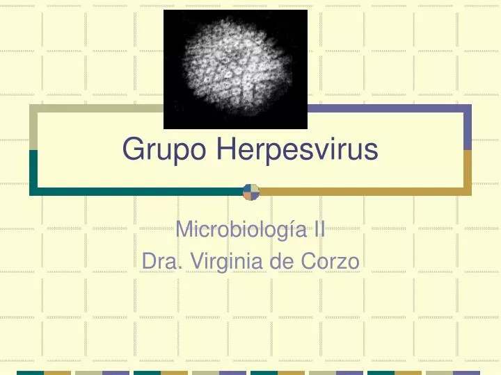 grupo herpesvirus