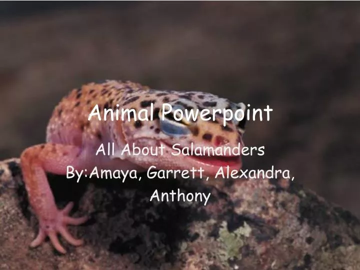 all about salamanders by amaya garrett alexandra anthony