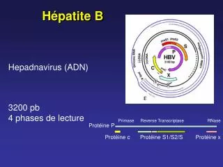 3200 pb 4 phases de lecture