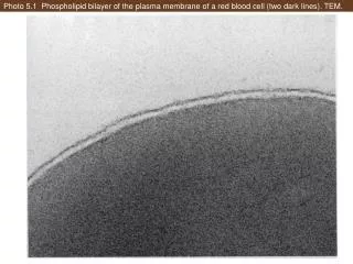 Photo 5.1 Phospholipid bilayer of the plasma membrane of a red blood cell (two dark lines). TEM.