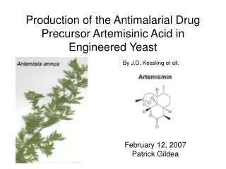 Production of the Antimalarial Drug Precursor Artemisinic Acid in Engineered Yeast