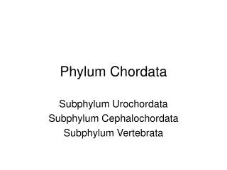 Phylum Chordata