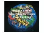 Phylum Chordata Subphylum Vertebrata Class Amphibia - slide 1