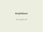 Amphibians - slide 1
