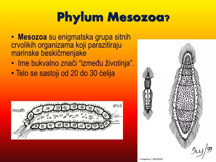 phylum mesozoa