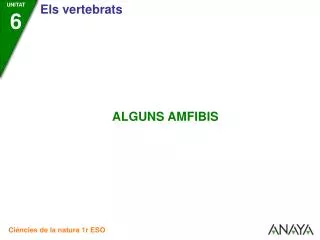 AMFIBIS ANURS (sense cua)