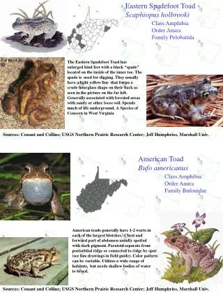 Eastern Spadefoot Toad Scaphiopus holbrooki Class Amphibia 	Order Anura 	Family Pelobatida
